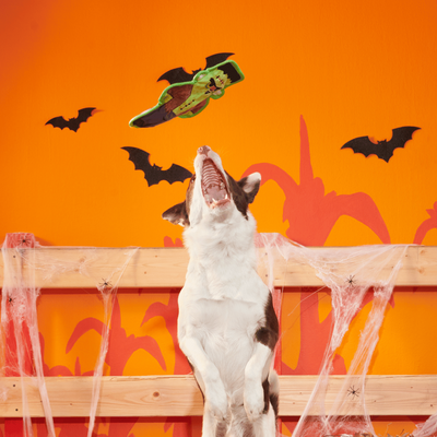 BARK Halloween Frankenstein's Muttster