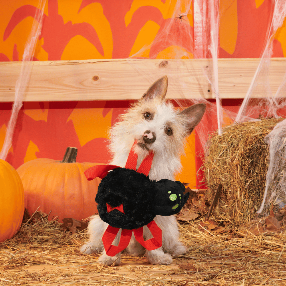 BARK Halloween Blake Widow