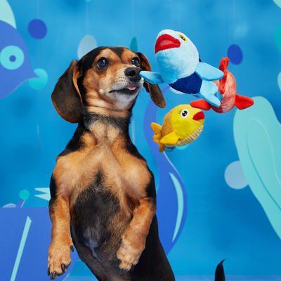 Bark The Groupers Dog Toy