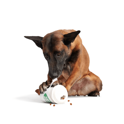 Bark Pupkin Spice Yappucino Dog Toy