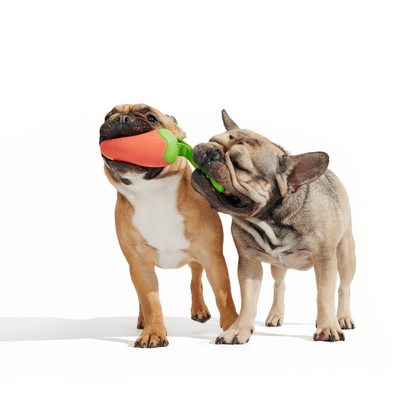 Bark Habanero Pupper Dog Toy