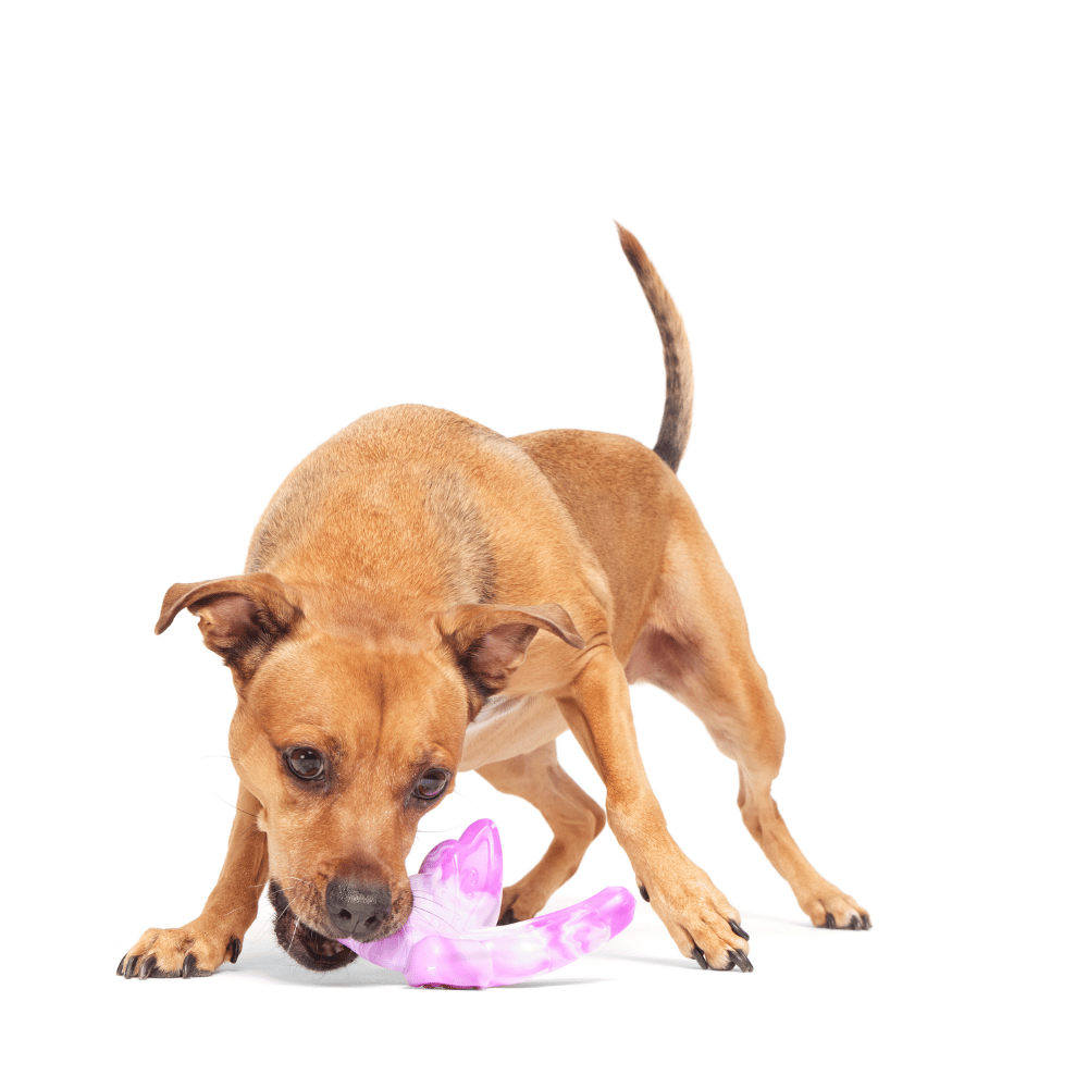 Bark Fairy Dogmother Dog Toy