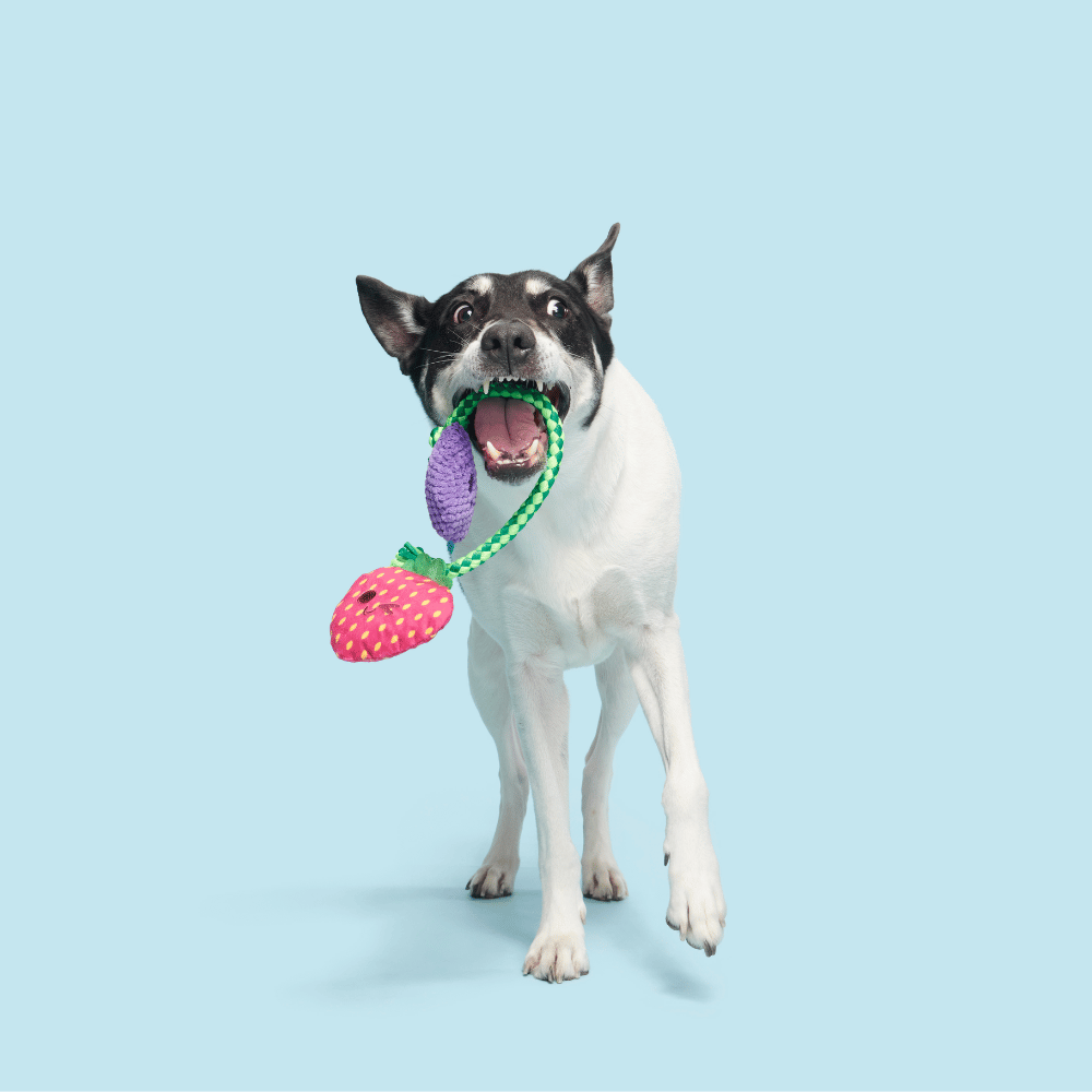 Bark Best Berry Friends Dog Toy