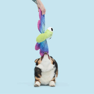 Bark Dragonfly Guy Dog Toy