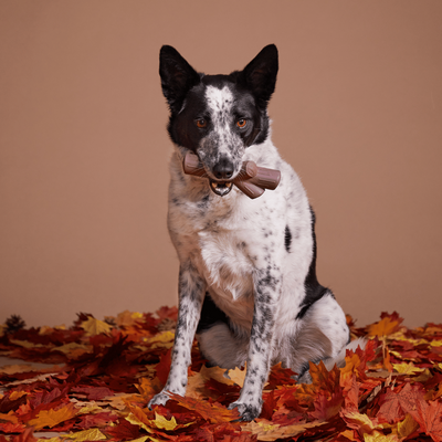Bark Fall Fetch Stick