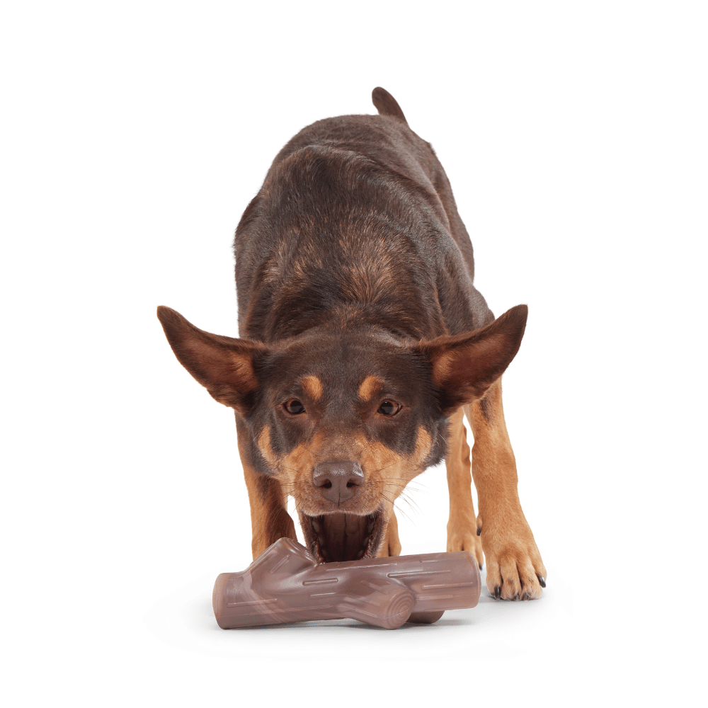 Bark Fall Fetch Stick