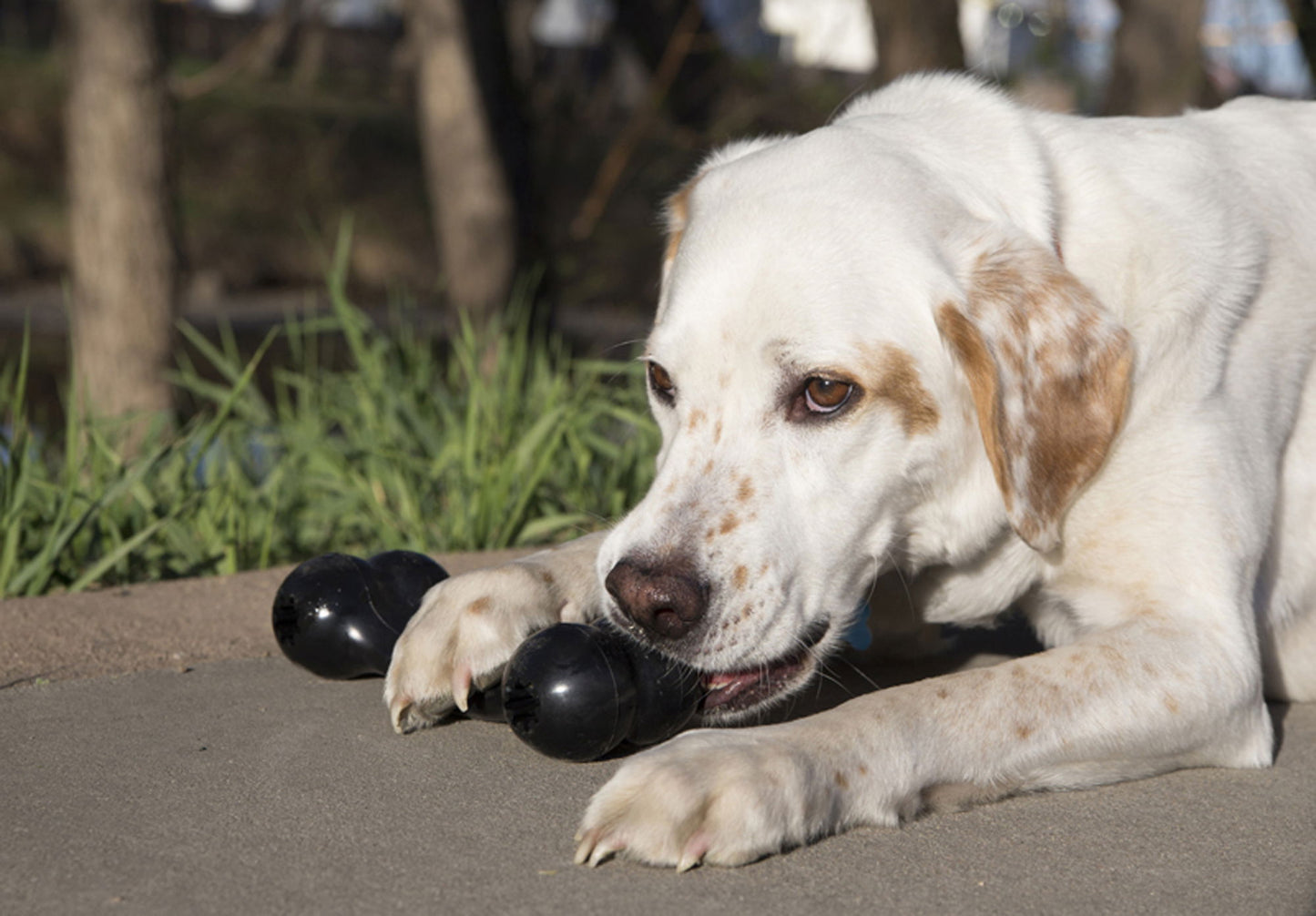 KONG Extreme Goodie Bone XL