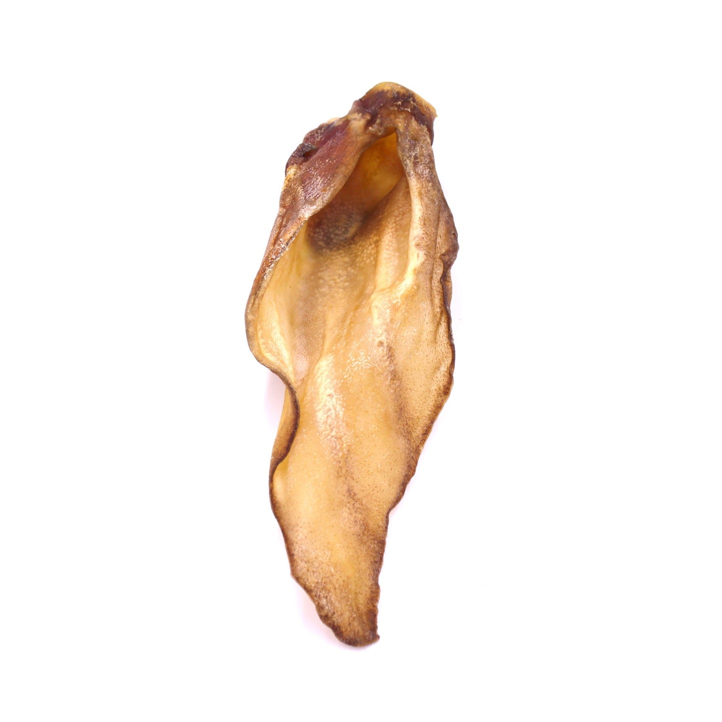 T Forrest Large Buffalo Ear x20