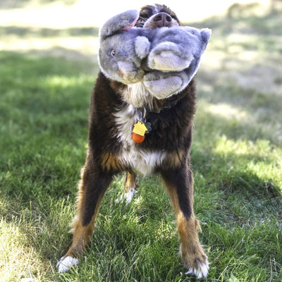 KONG Toughz Bunny Medium