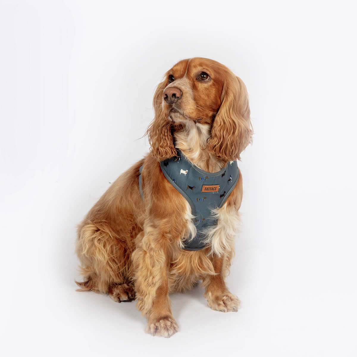 FatFace Marching Dogs Harness Large 58-78cm