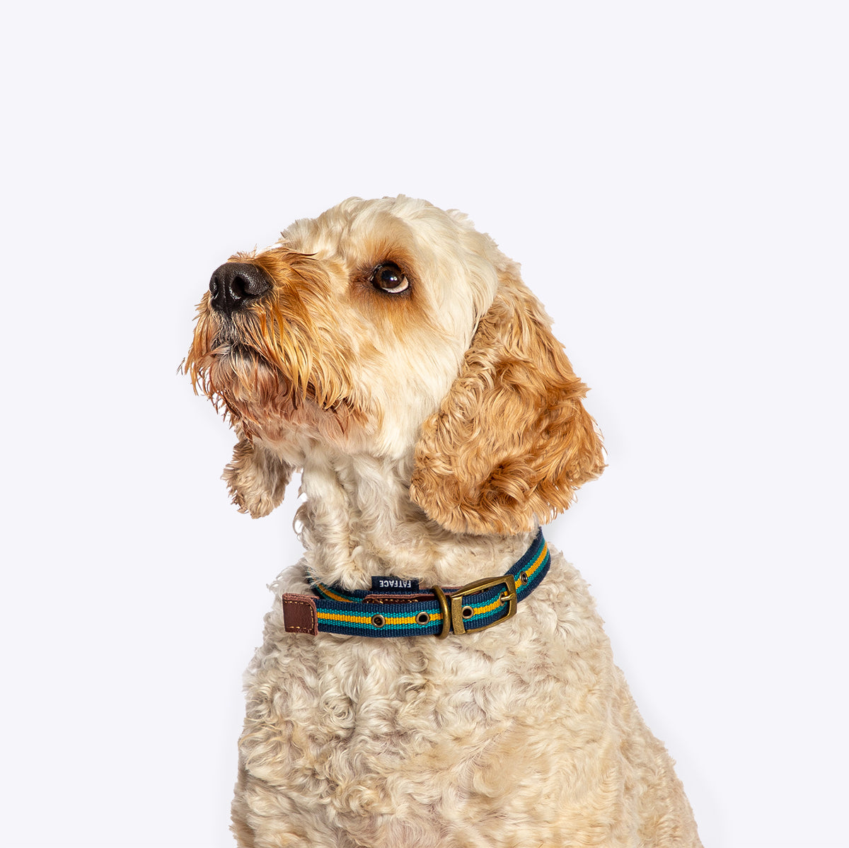 FatFace Bold Stripe Woven Collar Large 2.5cm