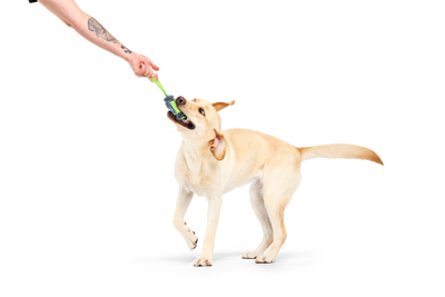 Bark Personal Beast Play Timer