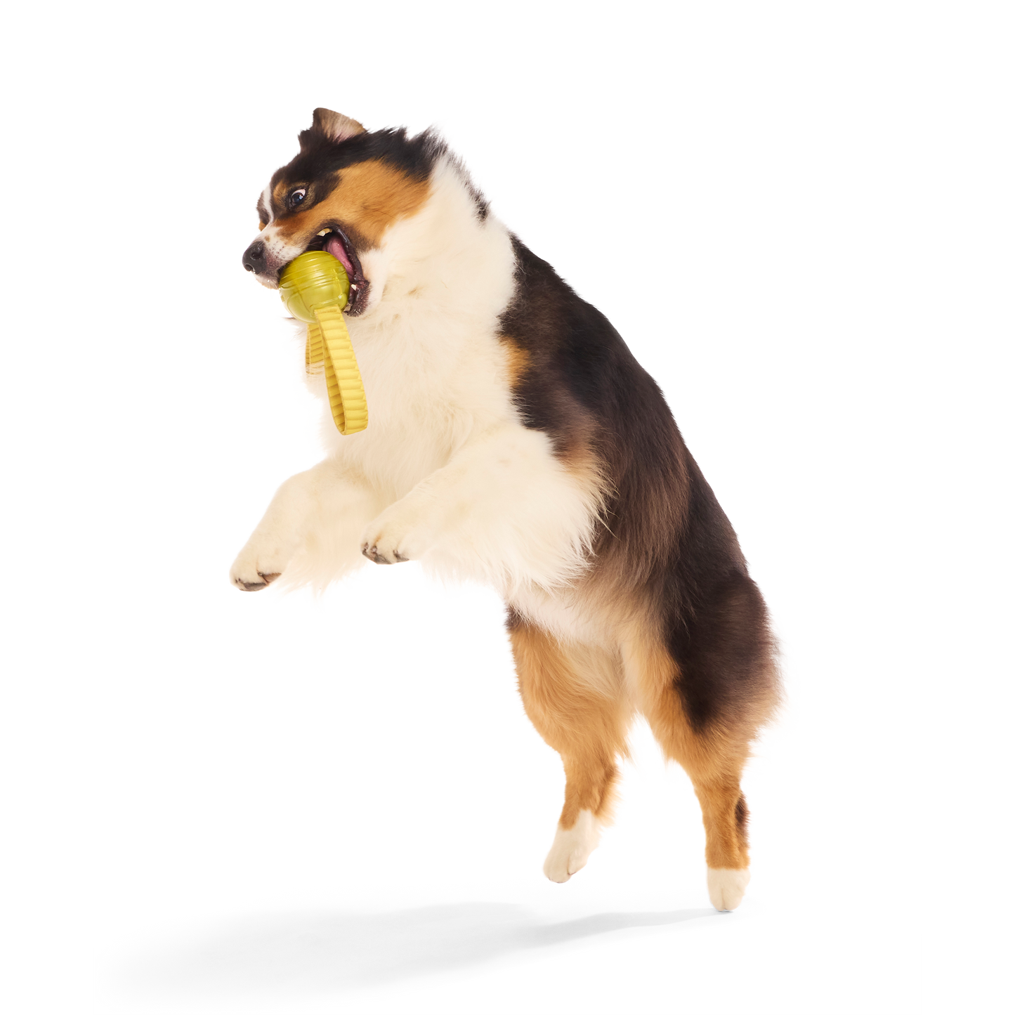 Bark The Golden Snitch