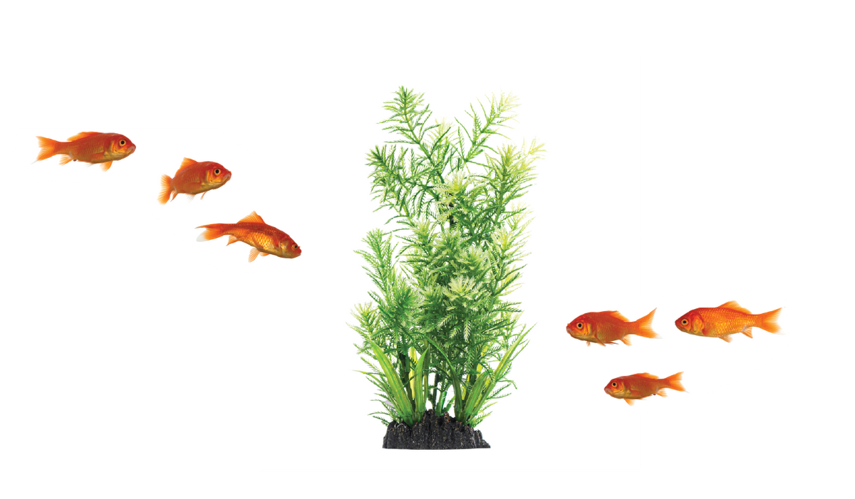 Accessories Aquatic