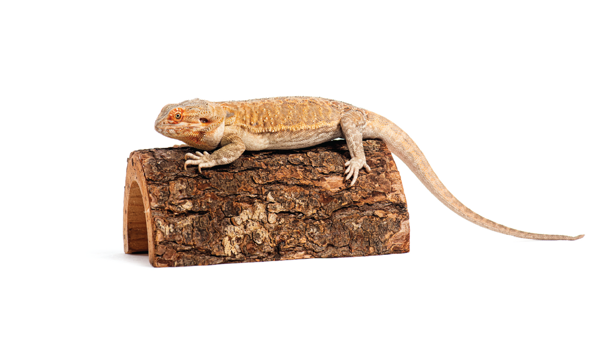 Accessories Reptile