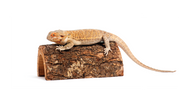 Reptile Accessories