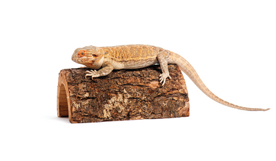 Reptile Accessories