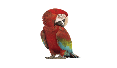Bird Health & Hygiene