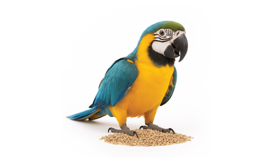 Bird Litters