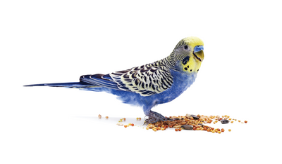 Bird Foods