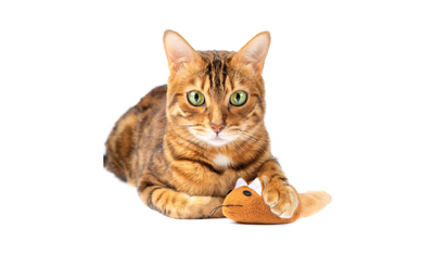 Cat Accessories