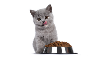 Dry Cat Foods