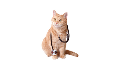 Cat Health & Hygiene