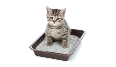 Cat - Litters