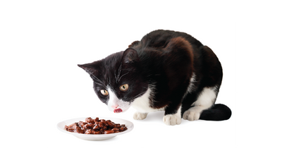 Wet Cat Foods