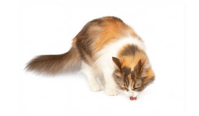 Cat - Treats