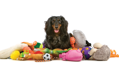 Dog Accessories