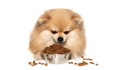 Dry Dog Foods