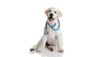 Dog Health & Hygiene