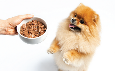 Wet Dog Foods