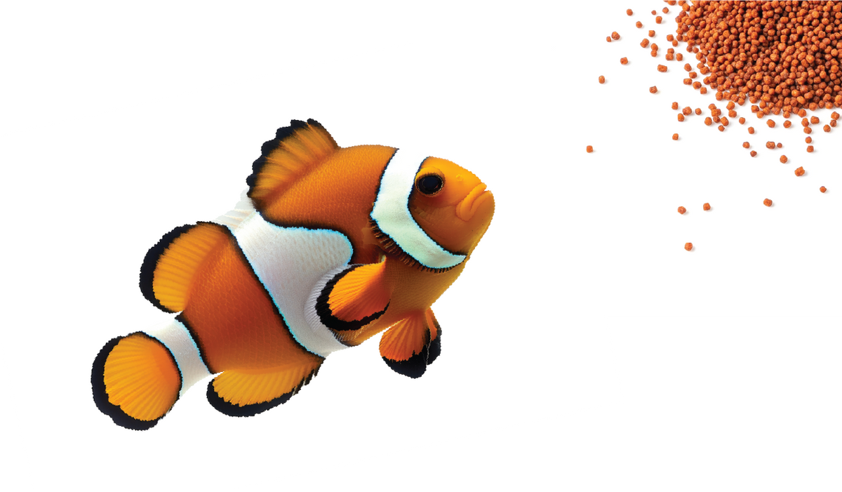 Foods Aquatic