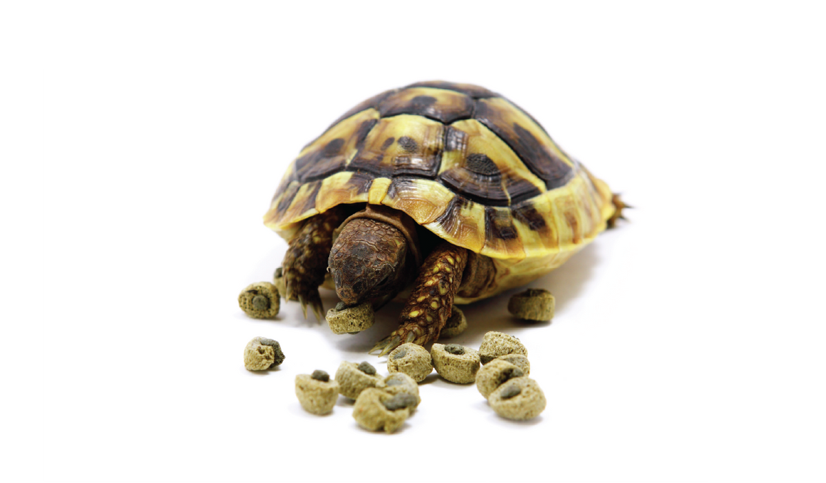 Foods Reptile