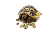 Reptile Foods