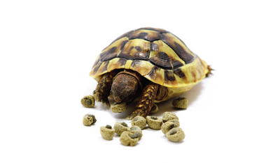 Reptile Foods