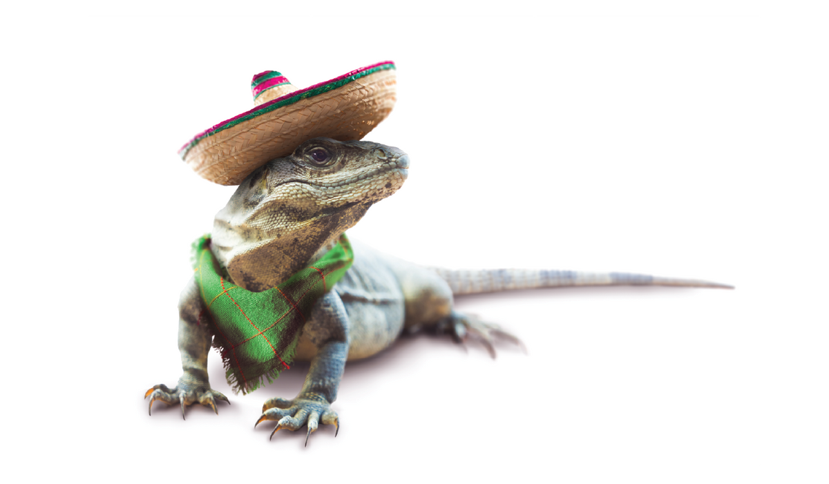 Health & Hygiene Reptile