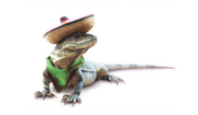 Reptile Health & Hygiene