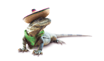 Reptile Health & Hygiene