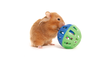 Small Animal Accessories