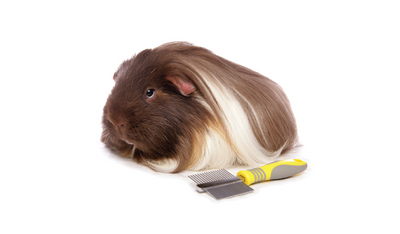 Small Animal Health & Hygiene