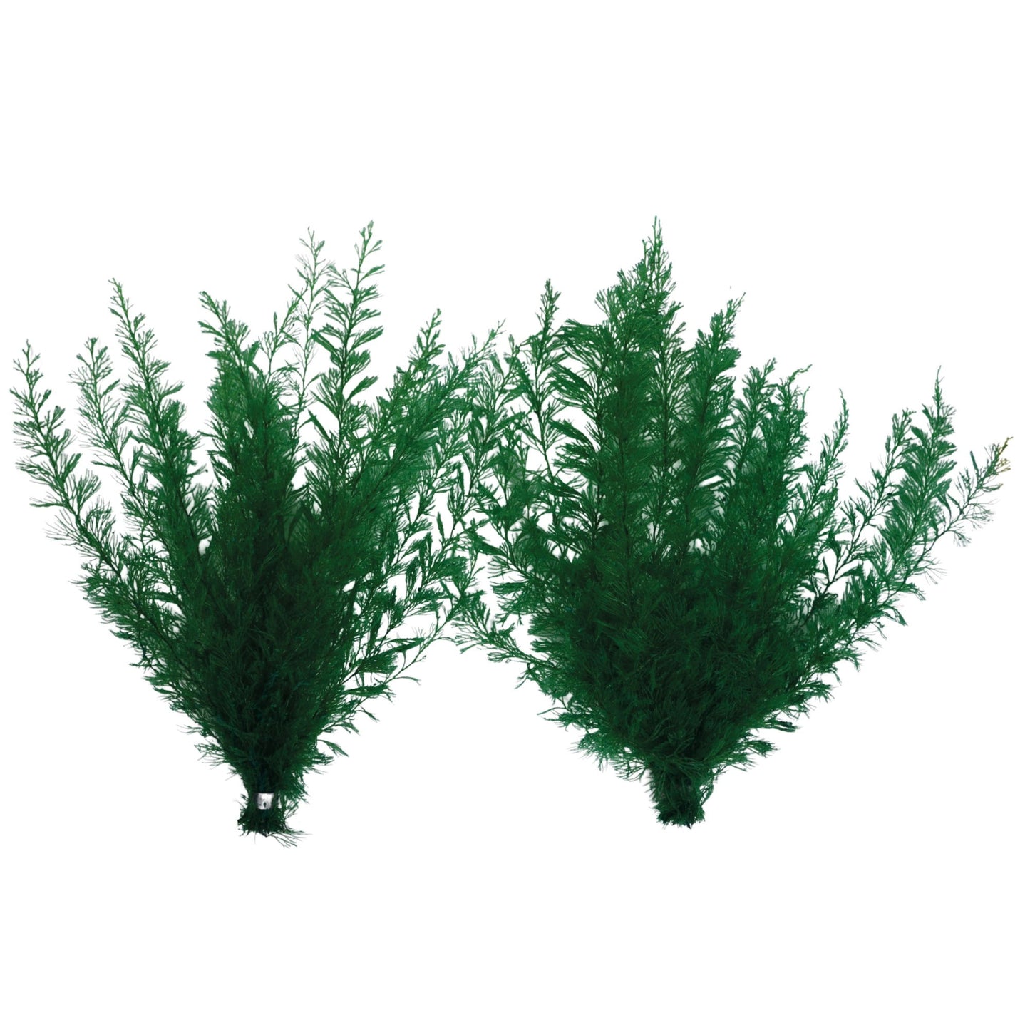 Supa Ferns Single Mxd Colours Standard