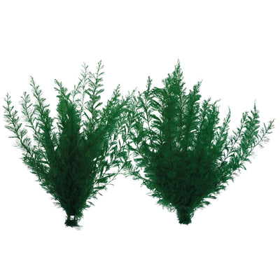 Supa Ferns Single Mxd Colours Standard