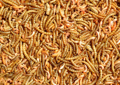 Supa Dried Insectivore Food 1000ml
