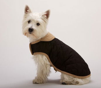 Dog Gone Smart Suede Quilted Belly Coat Black 51cm (20")