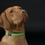 Oscar & Hooch Collar XLge Apple Green