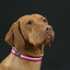 Oscar & Hooch Collar XLge Hot Pink