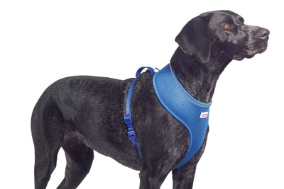 Viva Nylon Comfort Mesh Harness Blue Small 34-45cm